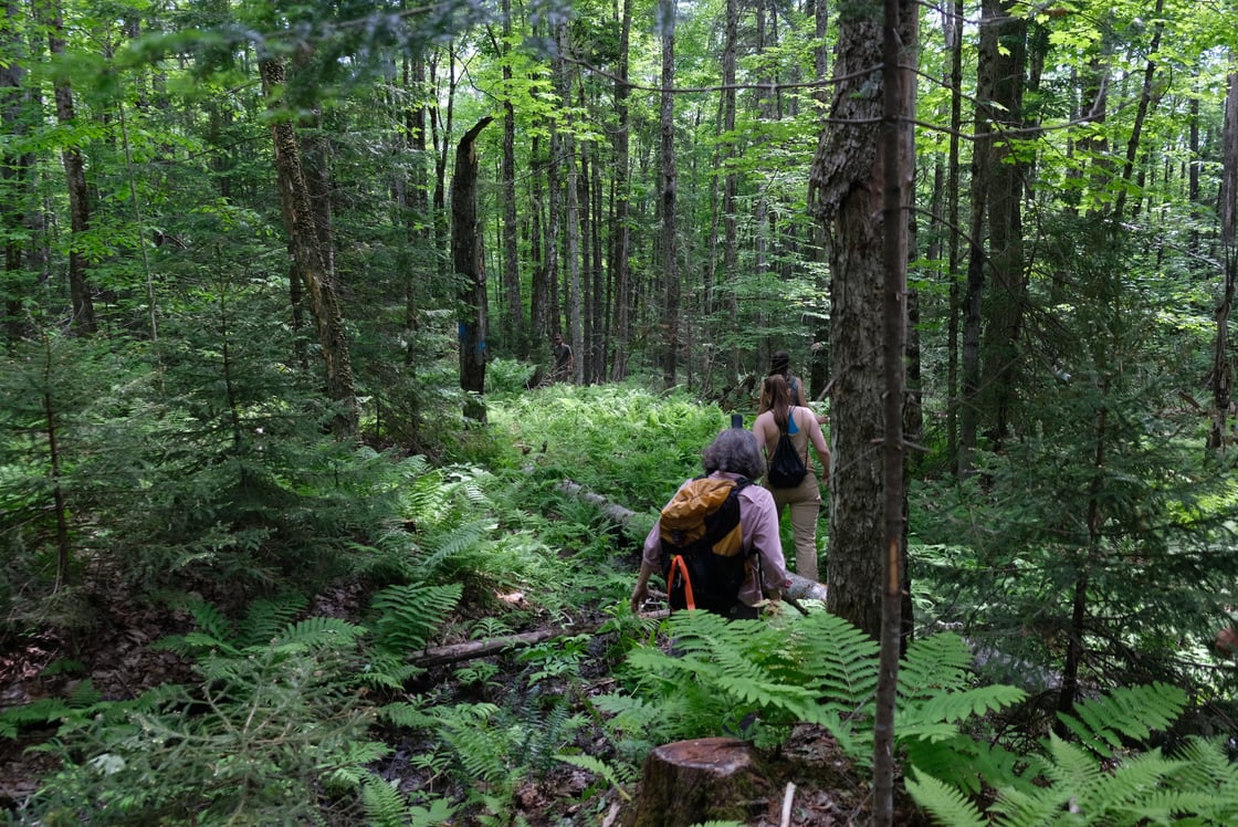 Sterling Photos Woods Hike