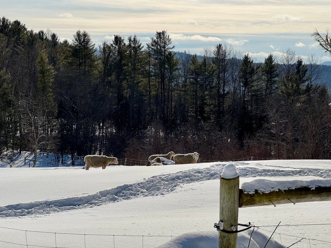 SterlingSheepWinter25